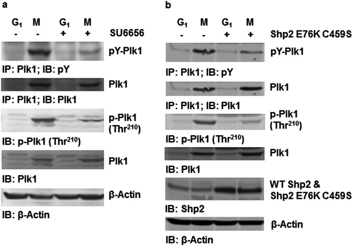 Fig. S8.