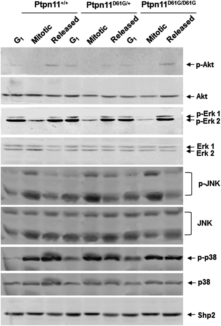 Fig. S5.