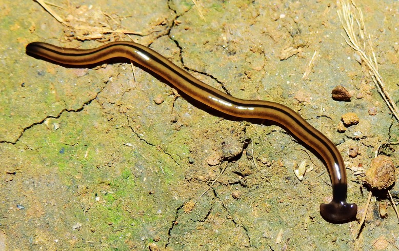 Figure 15