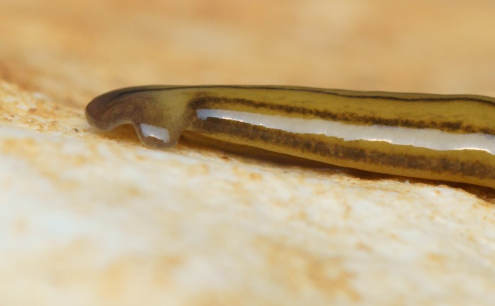 Figure 12