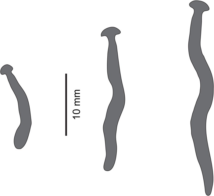Figure 19