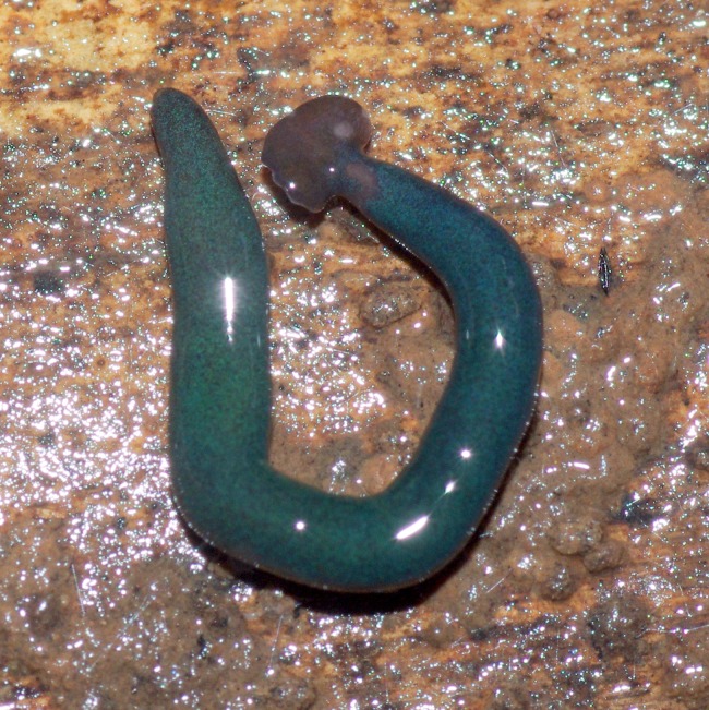 Figure 24
