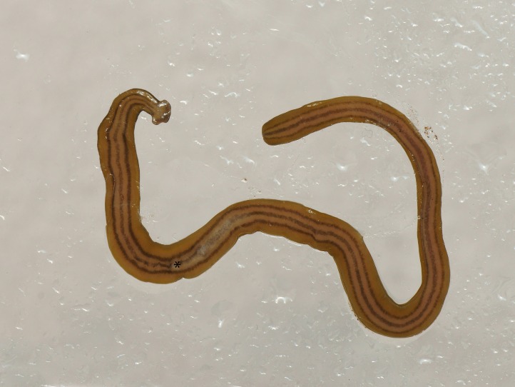 Figure 14