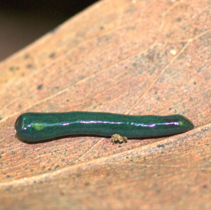Figure 25