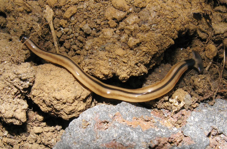 Figure 18