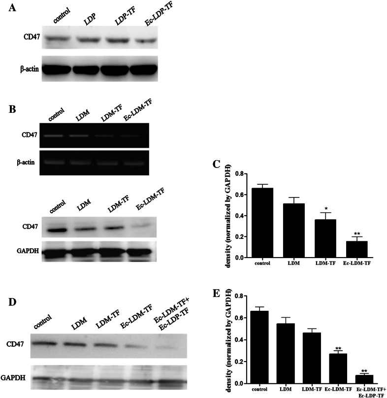 Fig. 6