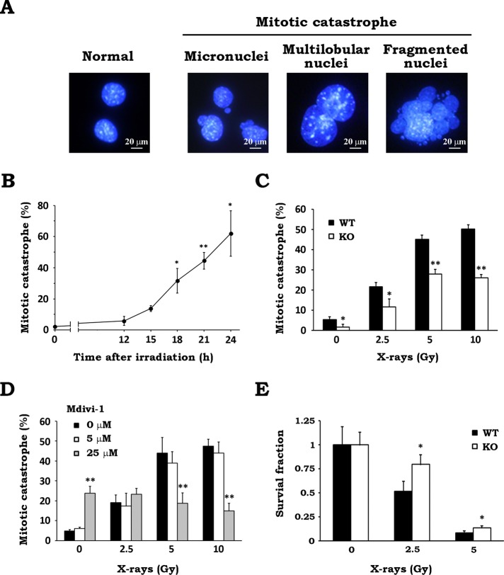 FIGURE 4: