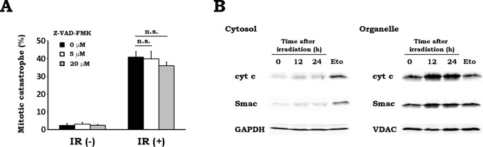 FIGURE 5: