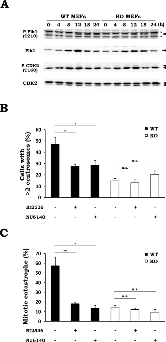 FIGURE 7: