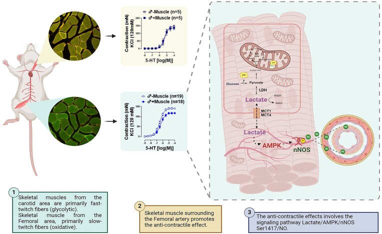 Graphical Abstract