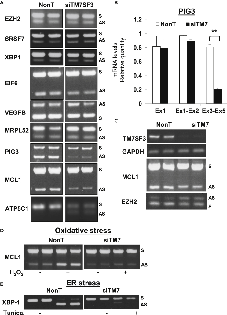 Figure 5