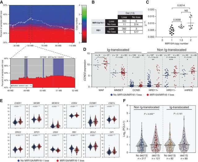 Figure 5. MIR15A/MIR16-1 monosomy is associated with increased proliferation in non-Ig–translocated NDMM. A, Investigation of CoMMpass NDMM copy number levels of chromosome 13 show region surrounding MIR15A/MIR16-1 to be the most frequently lost. The white line indicates the percentage of all cases with a loss at specific locations along chromosome 13 where horizontal shading reproduces segmentation data for each patient sorted vertically according to the percentage of total loss of chromosome 13. B, Distribution of NDMM cases with or without copy number loss of MIR15A/16-1 or RB1 relative to presence or absence of del(13). C, Relative expression of MIR15a (normalized to U6 snRNA) in multiple myeloma cell lines relative to MIR15A copy number. Each dot represents the average MIR15A value calculated by TaqMan assay using the 2−ΔCt method from triplicate assays for each cell line tested. P values for nonparametric t test are shown. D, Log2-transformed TPM data for NDMM reveal increased CCND2 expression in non-Ig-translocated cases with loss of MIR15A/MIR16-1. E, Increased expression of proliferation targets (CHEK1, MCM5, MCM10, CDK4, and CCNB1), DNA replication (ORC2), nuclear transport (XPO1 and CSE1L), and antiapoptotic (BCL2) genes for NDMM non-Ig–translocated cases with loss of MIR15A/MIR16-1, resulting in overall increase in GPI. In addition, expression of markers on chromosome 13 (DIS3, RB1) shows copy number dependency. The number of patients within each group and Wilcoxon P values for each comparison are shown for D and E. F, Plasma cell labeling index calculated by flow cytometry in clonal PCs collected at the time of diagnosis in the indicated subgroups, divided into Ig-translocated and not translocated, with or without del(13) according to FISH analysis. The number of patients within each group and Wilcoxon P values for each comparison are shown.