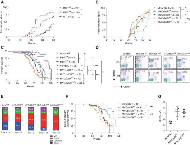 Figure 3. Loss of one copy of the Mir15a/Mir16-1 cluster accelerates M-spike development and promotes multiple myeloma progression and extra-medullary dissemination. Incidence of M-spikes over time (weeks) in cohorts of WT, MDRhet, or MDRnull littermate mice (A) or in Vk*MYC mice alone or crossed with mice lacking one or two copies of the Mir15a/Mir16-1 cluster only (MYCxMIR) or both the dLeu2 gene and the Mir15a/Mir16-1 cluster (MYCxMDR; B). n indicates number of sera for each group analyzed by serum protein electrophoresis at the indicated week. C, Kaplan–Meier overall survival plot in weeks for the same cohort of mice as in B. n indicates number of mice in each group. D, Representative flow cytometric analysis performed on spleen and BM cells collected from moribund mice of the indicated genotype. Numbers indicate the percentage of plasma cells (CD19−CD138+) within the pink gates. E, Incidence of multiple myeloma (MM), extra-medullary multiple myeloma (E-MM), lymphoproliferative disease (Lymphoid), and other conditions (Other) detected by flow cytometric analysis performed at necropsy on moribund mice of the indicated genotype. Numbers within each box indicate the percentage of each condition, and the total number of necropsied mice is shown. F, Extra-medullary multiple myeloma–free survival (in weeks) for the same cohorts of mice as in C. n indicates number of mice in each group. G, miR-15a expression evaluated by qPCR (TaqMan assay) in multiple myeloma tumors harvested from Vk*MYC, MYCxMIRhet, or MYCxMDRhet mice. ΔCt (threshold cycle) values were normalized to U6 RNA. Each dot represents the average value from an individual tumor assayed in triplicate. Lines indicate mean with SD. P values for log-rank (Mantel–Cox) test are shown, with *, P < 0.05; **, P < 0.01; ***, P < 0.001; ****, P < 0.0001.