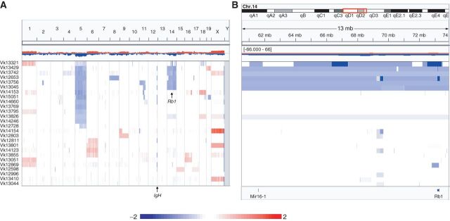 Figure 1. Recurrent monosomy 14, syntenic to human chromosome 13, and Rb1 focal deletions in multiple myeloma tumors from Vk*MYC mice. Graphic representation in IGV of copy number abnormalities detected by aCGH in 26 independent CD138+ multiple myeloma tumors from Vk*MYC mice shown at whole genome level (A) or zoomed on the Mir15a/16-1 and Rb1 loci on chromosome 14 (B). Red and blue indicate copy number gain and loss, respectively, and color scale (log2) is indicated. Each line represents an individual tumor sample.