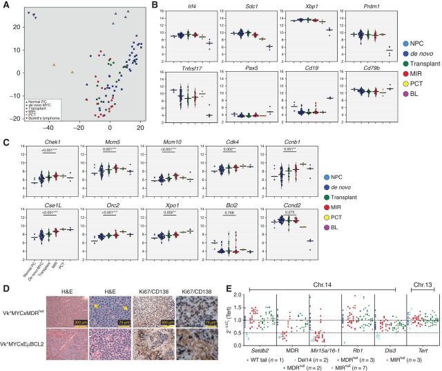 Figure 4. Loss of one copy of the Mir15a/Mir16-1 cluster promotes multiple myeloma cell proliferation. Visualization of the two most variable principle components from the top 5,000 most variable genes (A) and differential expression of plasma cells and B-cell lineage–specific genes (B) or cell-cycle genes (C), in NPCs from aged WT mice, de novo, or transplant Vk*MYC mice alone or crossed with mice lacking one or two copies of the Mir15a/Mir16-1 cluster only or of both the dLeu2 gene and the Mir15a/Mir16-1 cluster, all grouped together (MIR), Balb/c plasmacytoma lines (PCT) or Vk*MYC derived Burkitt's lymphoma tumors (BL). P values comparing de novo Vk*MYC to MIR mice are indicated. D, Assessment of proliferation by ki67 staining (blue) in formalinc-fixed, paraffin-embedded tumor tissues from representative Vk*MYCxMDRhet or Vk*MYCxEμBCL2 mice. Magnification bars are shown. E, qPCR analysis performed on genomic DNA from WT, Vk*MYC, Vk*MYCxMIR, or Vk*MYCxMDR mice. ΔCt values for the indicated genes, displayed in their genomic order on chromosome 14, were normalized to Tert as a diploid control. Each dot represents the calculated 2−ΔΔCt gene levels from an individual tumor assayed in triplicate. The number of independent tumors analyzed for each genotype is indicated. The dotted horizontal lines mark haploid and diploid gene levels.