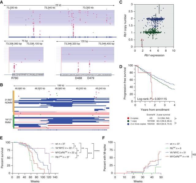 Figure 2. Rb1 haploinsufficiency does not contribute to multiple myeloma initiation and progression. A, Copy-number abnormalities and NS-SNV are shown for 91 NDMM with DIS3 mutations. Top, the complete 28kb DIS3 genomic locus; bottom, codons R780, D488, and D479. The patients are ordered vertically by degree of copy loss, with light blue indicating one copy loss, and white no copy loss; 101 missense SNVs are colored red, 2 splice-donor site SNVs purple, 2 splice-acceptor site SNVs light green, and 3 start-loss SNVs dark green. B, RB1 CNA and NS-SNV are shown for 35 NDMM (orange bar) and 20 RMM (green bar), the color scale accentuates biallelic deletion in dark blue [log2(CN/2) ≤ 1.5], one copy loss in white [−1.5<log2(CN/2) ≤ 0.5], and no copy loss in pink and red [log2(CN/2) > −0.5]. RB1 is biallelically inactivated in 31 of 924 NDMM (10 NS-SNV associated with LOH, and 21 with biallelic deletion), and in 18 of 121 RMM (3 NS-SNV associated with LOH, and 15 with biallelic deletion); 8 stop-gain SNV are colored red, 2 frameshift SNV light green, 4 missense SNV dark green, 4 splice-donor SNV pink, and 1 splice acceptor SNV brown. C, Visualization of copynumber–dependent expression of RB1 (log2 TPM) in patients with newly diagnosed multiple myeloma enrolled in the CoMMpass clinical study. Vertical lines indicate median RB1 expression for a given copy number level. D, PFS of patients with newly diagnosed multiple myeloma enrolled in the CoMMpass clinical study sorted by RB1 copy number (overall log-rank P < 0.001). E, OS in weeks of mice of the indicated genotype (n indicates number of mice analyzed for each group). F, Incidence of M-spike for the same mice as in C, detected by serum protein electrophoresis performed at the indicated week. n indicates number of sera analyzed for each group. For E and F, P values for log-rank (Mantel–Cox) test are shown with *, P < 0.05; **, P < 0.01; ***, P < 0.001; ****, P < 0.0001; NS, nonsignificant.