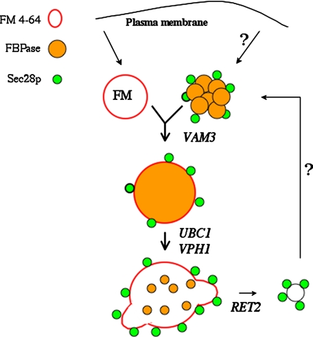 FIGURE 10.