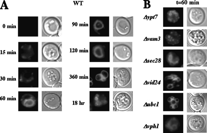 FIGURE 6.