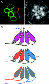 Fig. 1.