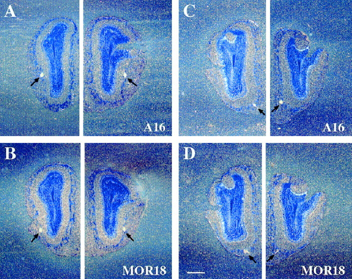 Fig. 8.