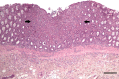 Fig 1.