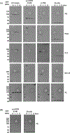 Fig. 13.