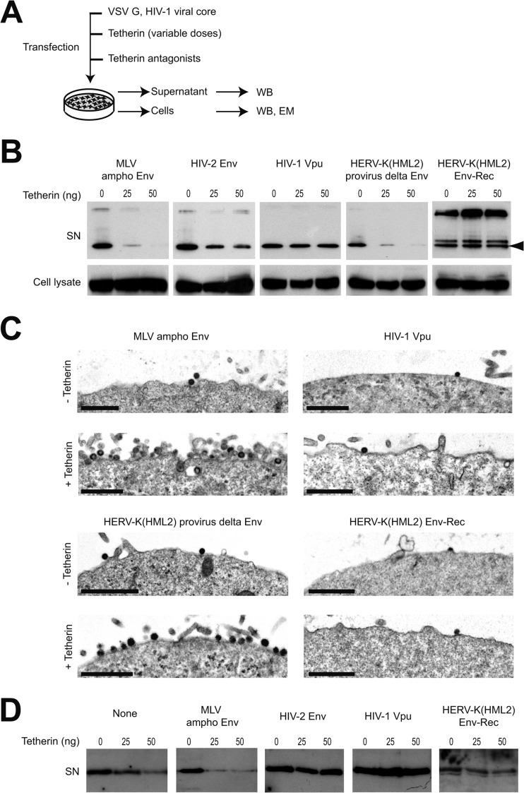 FIG 1