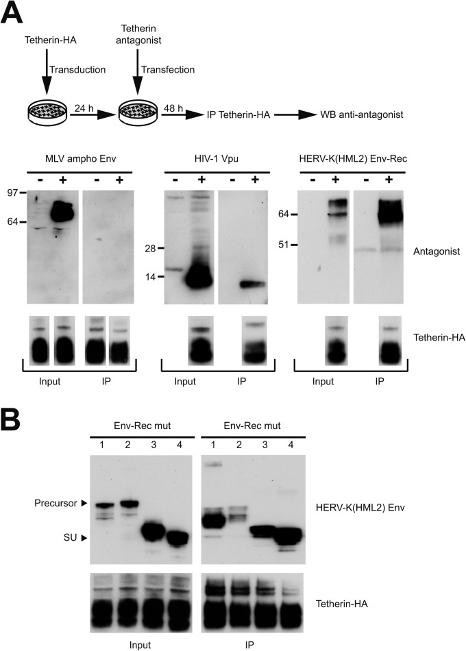 FIG 6