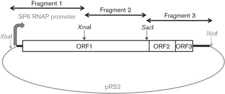 Fig. 1. 