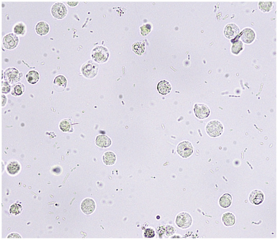 Figure 15