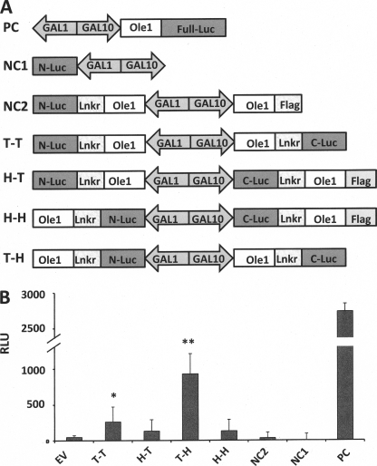 FIGURE 4.