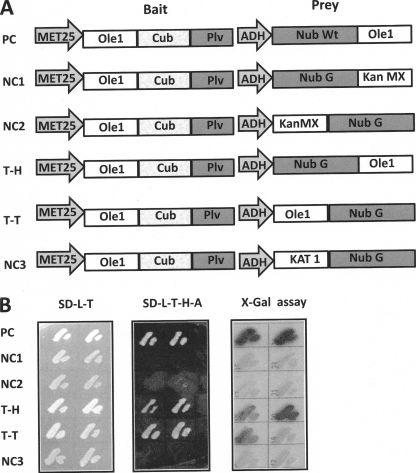 FIGURE 3.