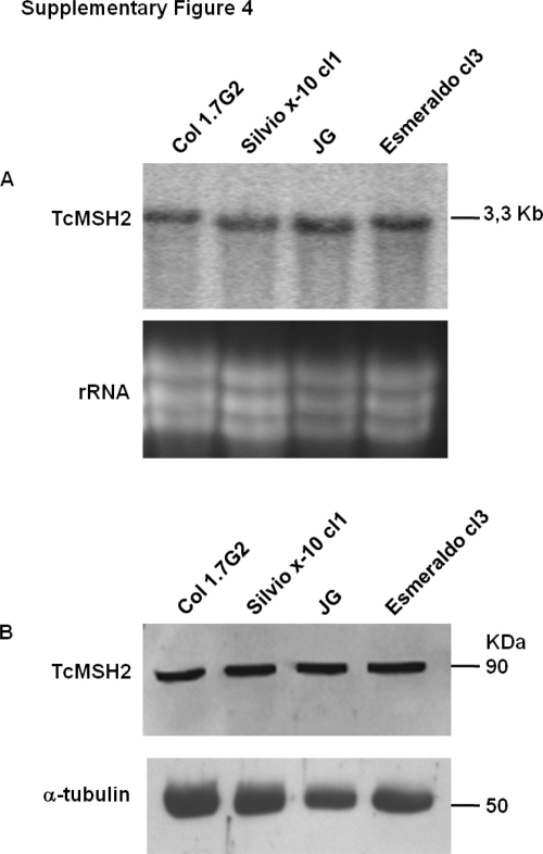 Supplementary Fig. 4