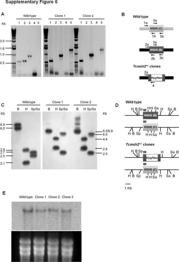 Supplementary Fig. 6