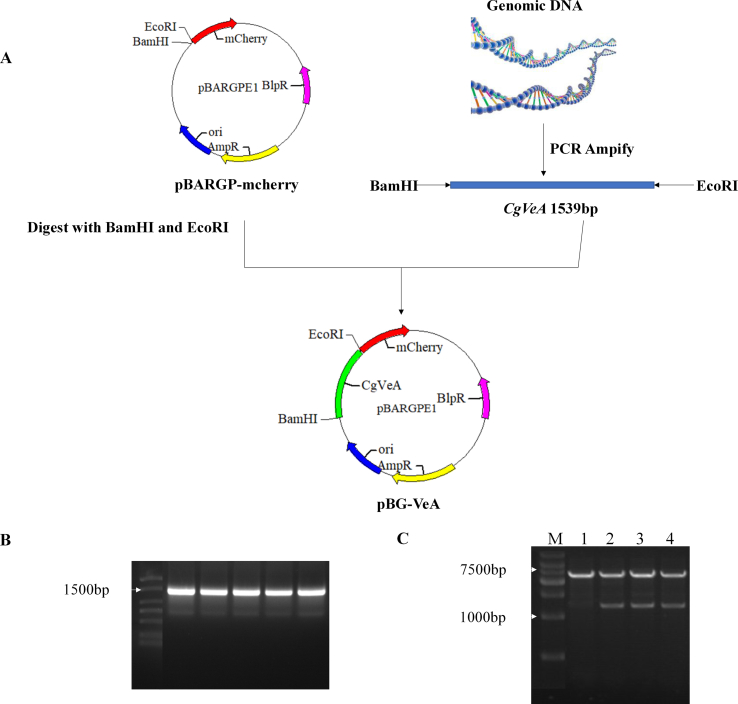 figs2