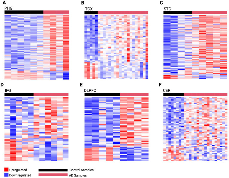 Region-specific diCerentially expressed genes from parahippocampal gyrus (PHG), temporal cortex (TCX), superior temporalgyrus (STG), inferior frontal gyrus (IFG), dorsolateral prefrontal cortex(DLPFC), and cerebellum (CER) are shown as heat maps (A–F). Upregulatedgenes are displayed in red and downregulated genes in blue. The black bardenotes control samples, while the red bar denotes AD samples, illustratingdistinct expression patterns between groups.