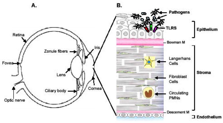 Fig. (1)