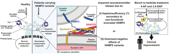 graphic file with name nihms-1633773-f0001.jpg