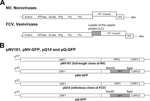 FIG. 1.