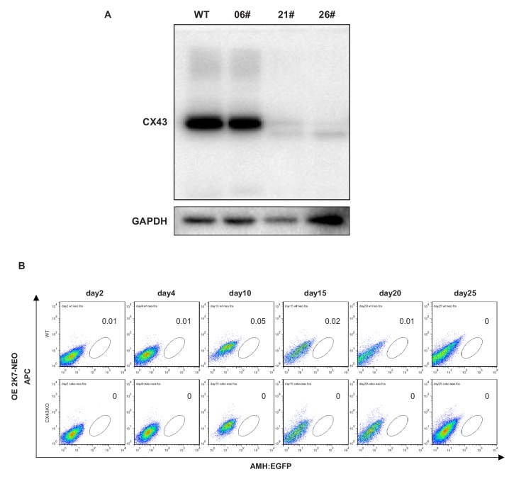 Figure 7—figure supplement 1.