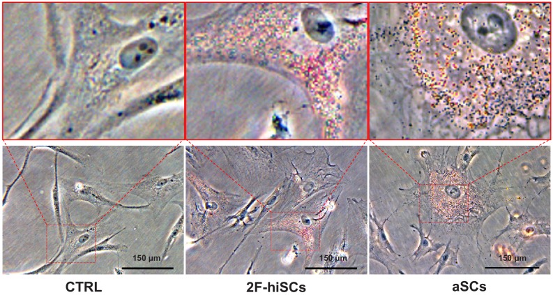 Figure 4—figure supplement 1.