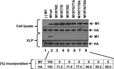 Fig 7