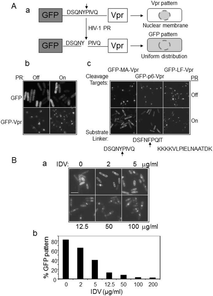 Fig 3