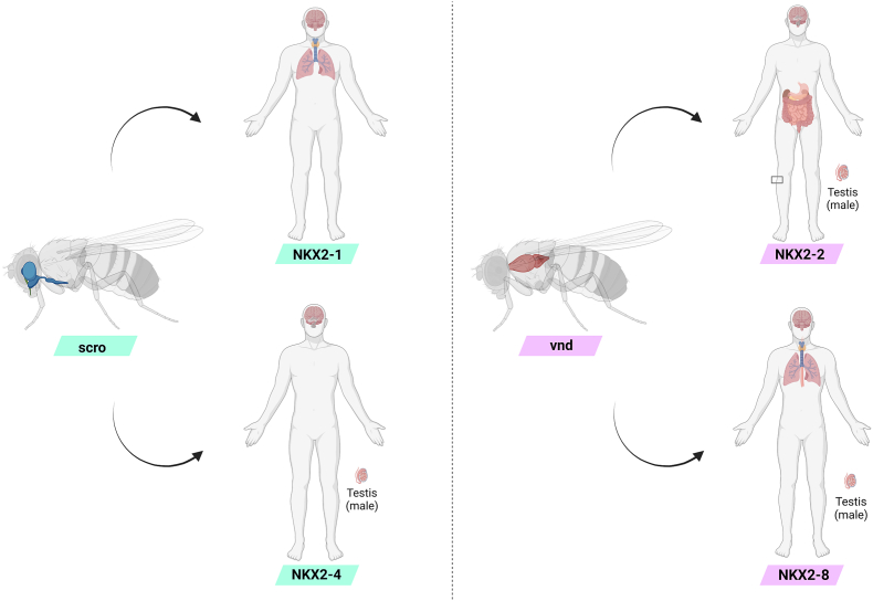 Fig. 3