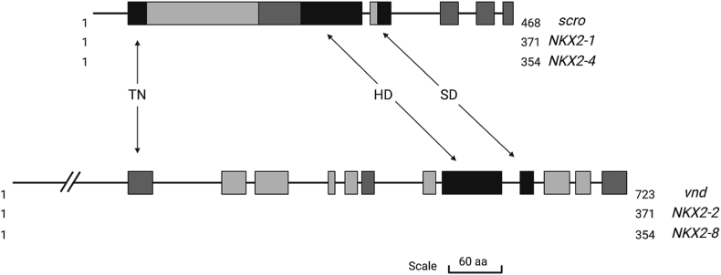 Fig. 1