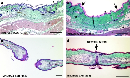 Fig. 10