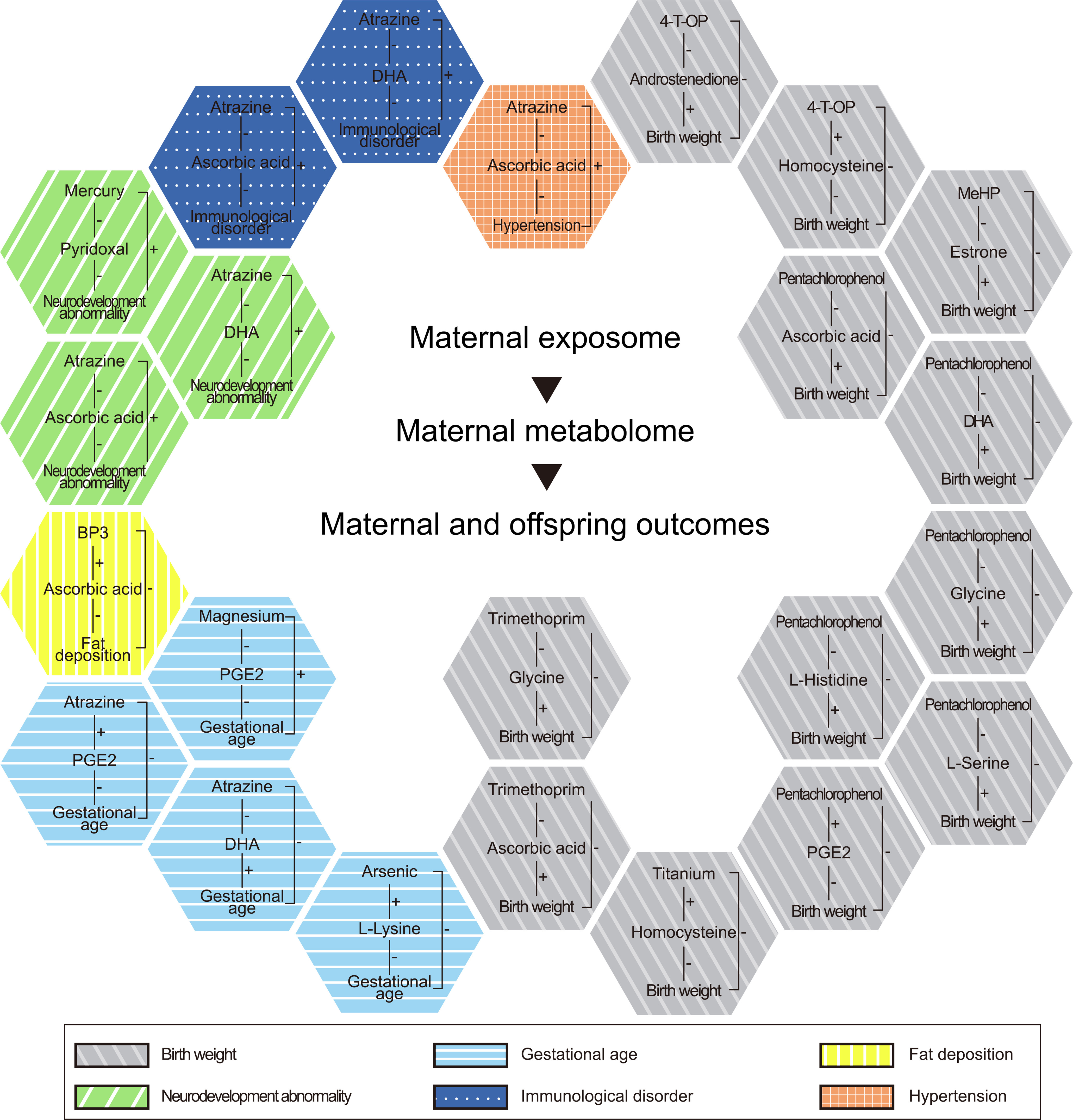 Figure 7 is a hive-shaped flowchart having three steps, namely, Maternal exposome, Maternal metabolome, and Maternal and offspring outcomes. The following information is given: Hypertension: Atrazine, Ascorbic acid, and Hypertension. Birth weight: 4-T-O P, Androstenedione, Birth weight; 4-T-O P, Homocysteine, Birth weight; Pentachlorophenol, Ascorbic acid, Birth weight; Me H P, Estrone, Birth weight; Pentachlorophenol, D H A, Birth weight; Pentachlorophenol, Glycine, Birth weight; Pentachlorophenol, L-Histidine, Birth weight; Pentachlorophenol; L-Serine; Birth weight; Pentachlorophenol, P G E 2, Birth weight; Titanium, Homocysteine, Birth weight; Trimethoprim, Ascorbic acid, Birth weight; and Trimethoprim, Glycine, Birth weight. Gestational age: Arsenic, L-Lysine, Gestational age; Atrazine, D H A, Gestational age; Magnesium, P G E 2, Gestational age; and Atrazine, P G E 2, Gestational age. Fat deposition: B P 3, Ascorbic acid, Fat deposition. Neurodevelopment abnormality: Atrazine, Ascorbic acid, Neurodevelopment abnormality; Atrazine, D H A, Neurodevelopment abnormality; and Mercury, Pyridoxal, Neurodevelopment abnormality. Immunological disorder: Atrazine, Ascorbic acid, Immunological disorder; and Atrazine, D H A, Immunological disorder.