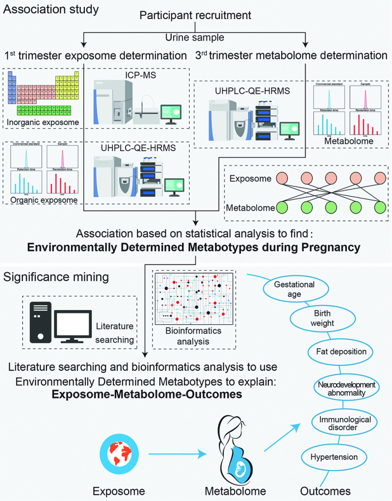 Figure 1 is a flowchart titled Association study having three steps. Step 1: Participant recruitment with urine sample leads to First trimester exposome determination, including inorganic exposome with an icon of a periodic table, I C P-M S with icons of a server, identification card, and monitor, organic exposome with an icon of four graphs, and U H P L C-Q E-H R M S, including icons of a server, printer, and monitor; and Third trimester metabolome determination, including U H P L C-Q E-H R M S, including icons of a server, printer, and monitor; Metabolome, including four graphs; and chemical reaction between exposome and metabolome. Step 2: Step 1 leads to Association based on statistical analysis to find: Environmentally Determined Metabotypes during Pregnancy, with significance mining including literature searching with desktop system icon and bioinformatics analysis with network icon leads to Literature searching and bioinformatics analysis to use Environmentally Determined Metabotypes to explain: Exposome-Metabolome-Outcomes, including exposome with an Earth icon and Metabolome with an icon of a pregnant woman, which leads to Outcomes. Step 3: Step 2 leads to Outcomes, including Gestational age, Birth weight, Fat deposition, Neurodevelopment abnormality, Immunological disorder, and Hypertension.