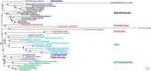<sc>Fig</sc>. 6.—