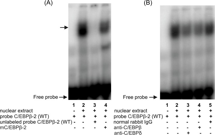 Fig 7